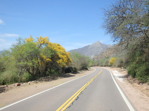 Lapacho Trees ahead.